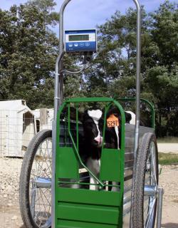Calf Cart Scale  - Image 2